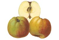 Zeichnung alter Apfelsorte